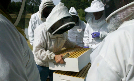Formez-vous aux fondamentaux de l'apiculture 
